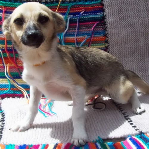 No photo for Lou Lou