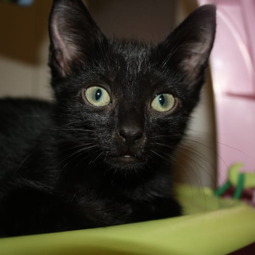 No photo for Ebony