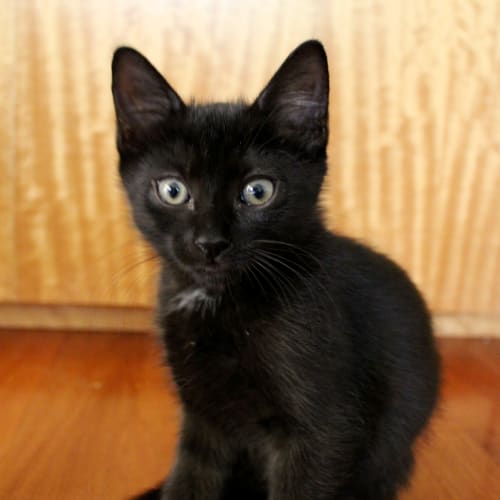 No photo for Kobe & Coco   Adoption Pending