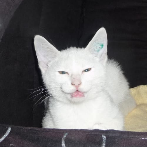 No photo for Toby Jnr