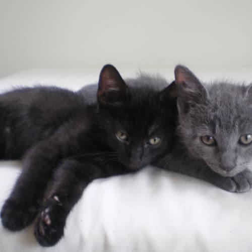 No photo for Fletcher & Soot