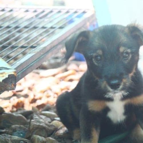 No photo for Fritzy/Adopted
