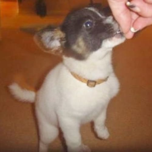 No photo for Toby(d1830)*Adopted*