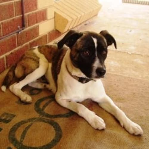 No photo for Keeta   Adoption Pending