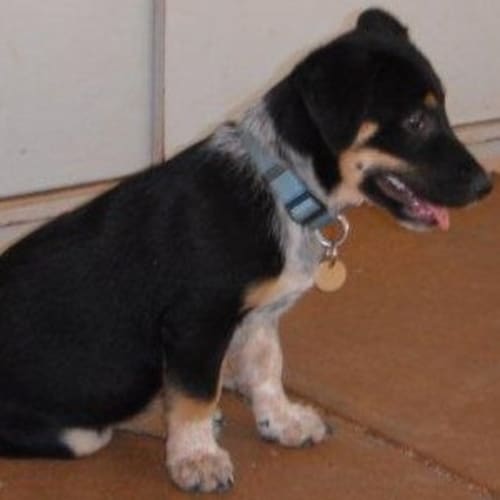 No photo for Gypsy(td026)*Adopted*