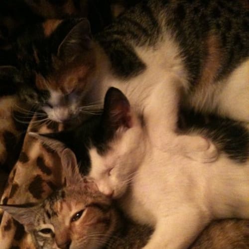 No photo for Rascal And Scamp*Adoption Pending*