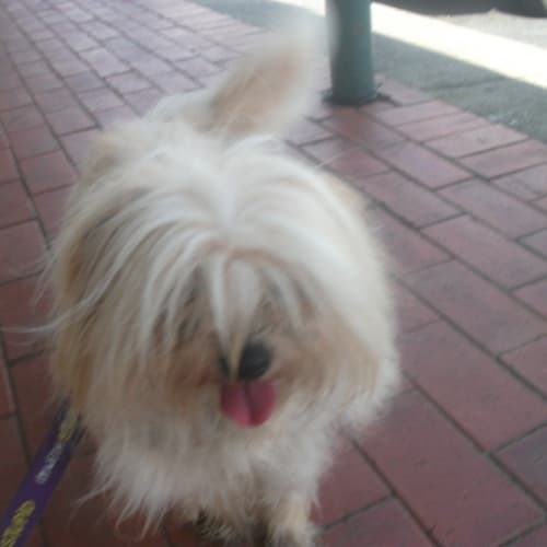 No photo for Scruffy