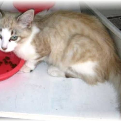 No photo for Mako (Faces Euthanasia)