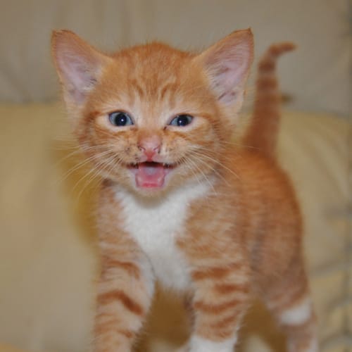 Morris