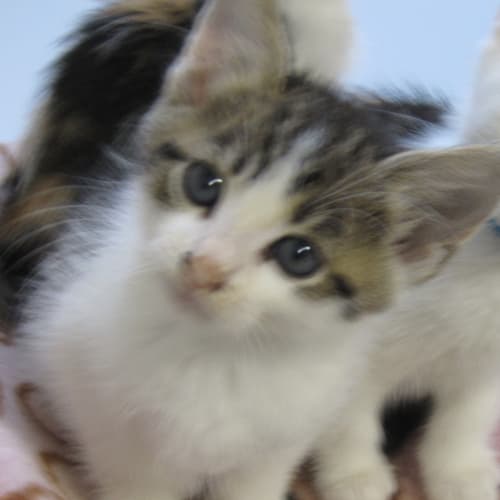 No photo for Eban 4 Weeks Old (Deposit Taken)