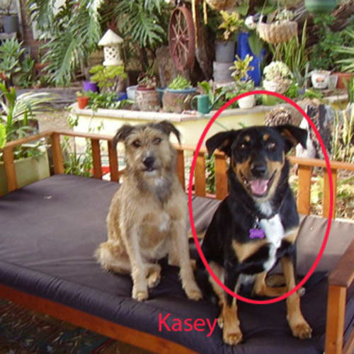 No photo for **Adoption Pending** Kasey