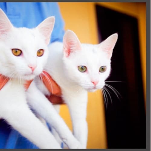 No photo for Schmidt & Smokey Joe