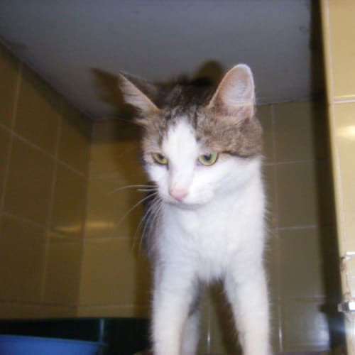 No photo for Emily (Urgent Rescue Case)