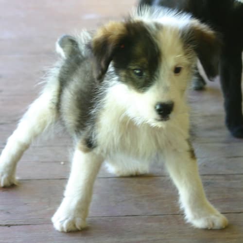No photo for Mohawk   Adopted