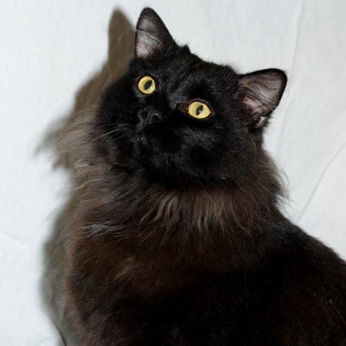 No photo for Licorice * On Trial In My New Home *