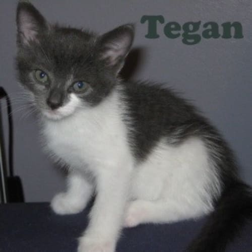 No photo for Tegan