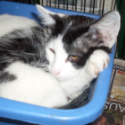 No photo for Shane (12 Week Kitten)