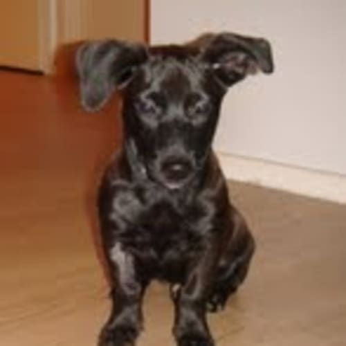No photo for **Adoption Pending** Wally