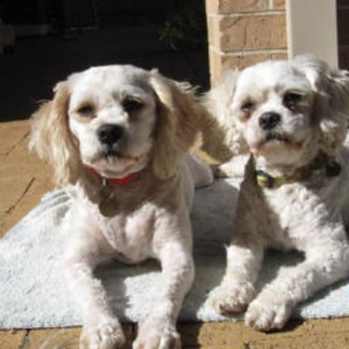 No photo for Petal And Zoe