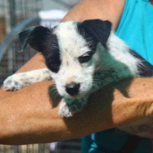 No photo for Kirsty/Adopted