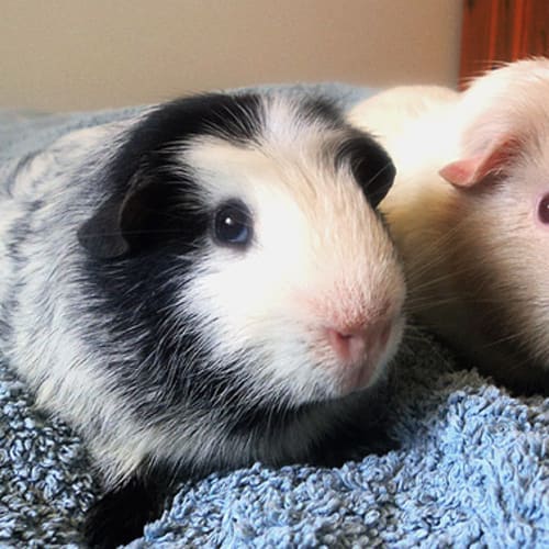 No photo for Cookie And Wypiti!