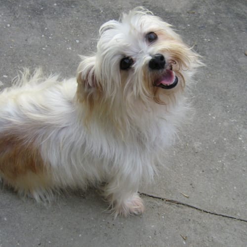 No photo for Millie    **Now Adopted**