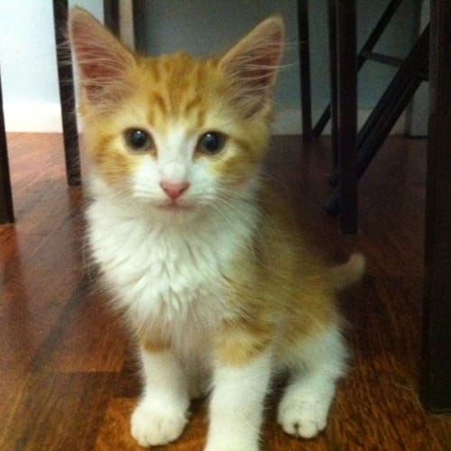 No photo for Lewis Is On A Trial Adoption