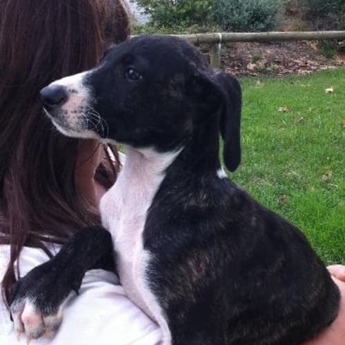 No photo for Sofia (Adoption Pending)