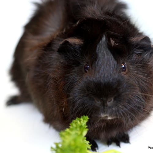 No photo for Jack   Adoptable Of The Month
