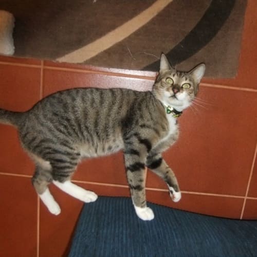 No photo for Valky (Hc011) *Adopted*