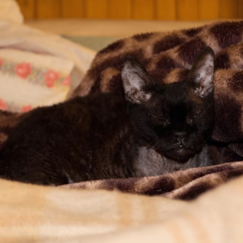 No photo for Devon Rex (4 In Desperate Need)