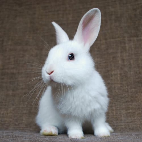 Bugsley Junior -Desexed and Vaccinated -On Hold