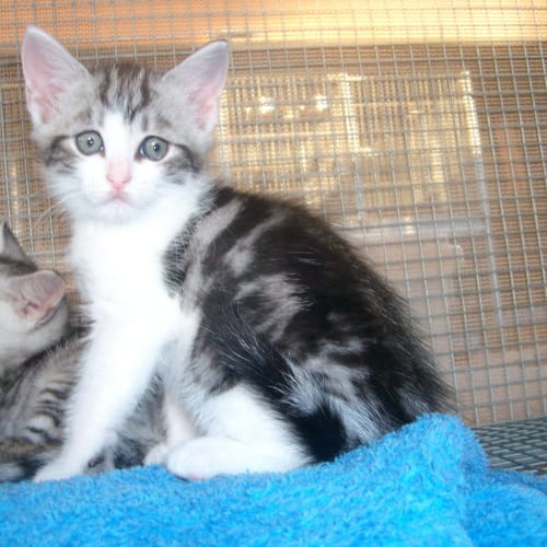 No photo for Toffees Kittens