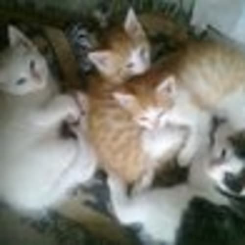 No photo for Kittens Need Foster Asap