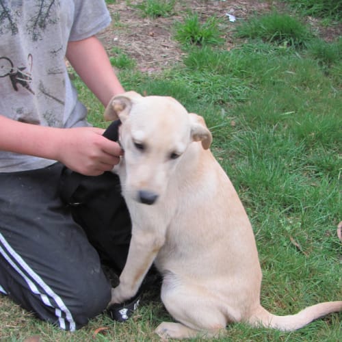No photo for Charlotte (Adoption Pending)