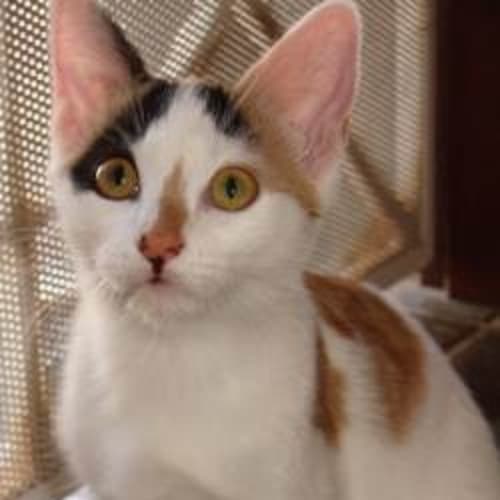 No photo for Savannah