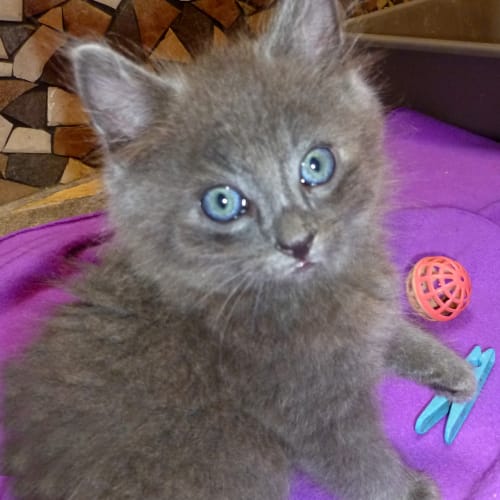 No photo for Larry (Deposit Taken)