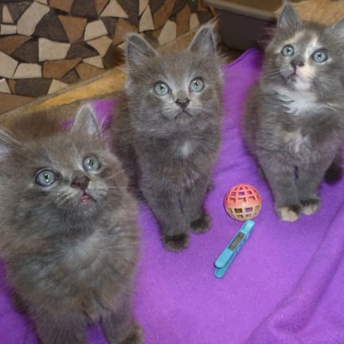 No photo for Lily (Deposit Taken)