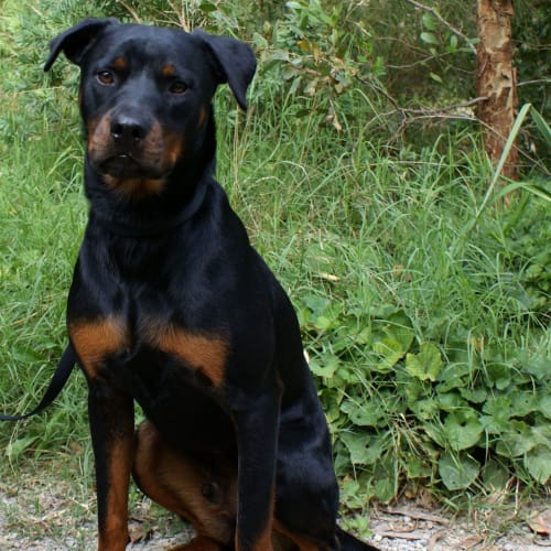 Fritz