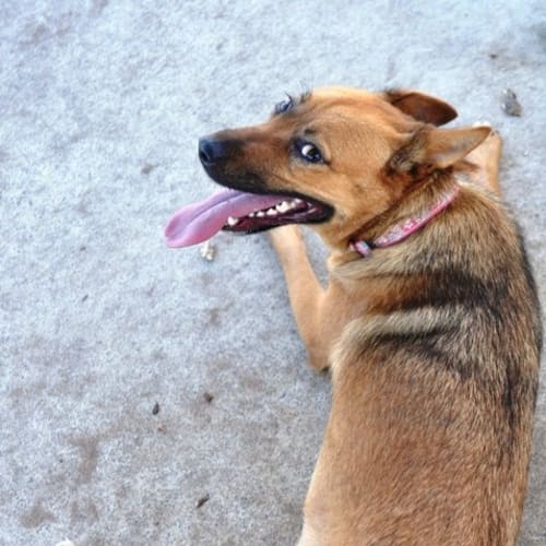 No photo for Sprint *On Trial Adoption*