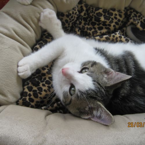 Rishi  Adoption Day 11.June in Cranbourne