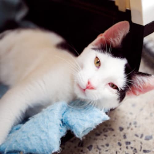 No photo for Sweet Pea