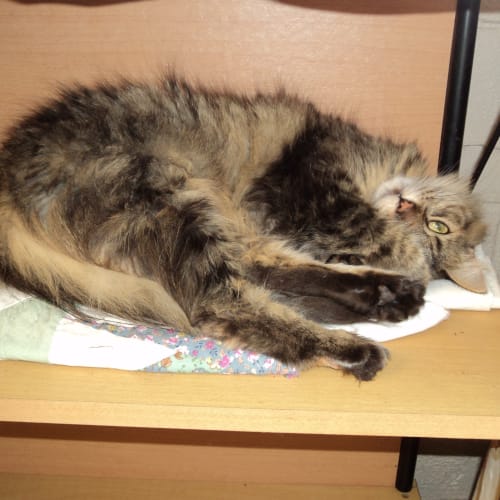 No photo for Tawny