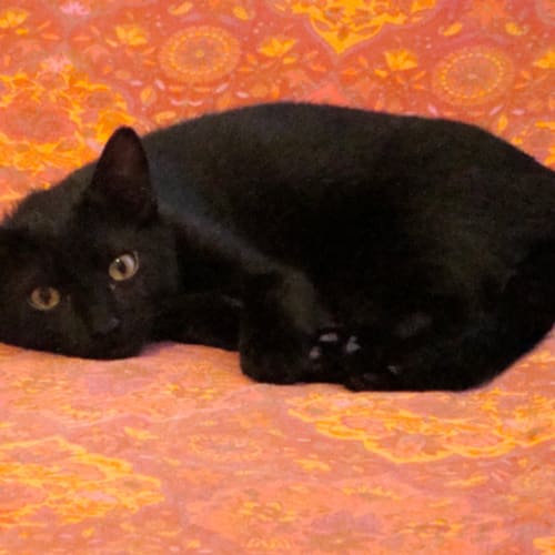 No photo for Baron Von Panther In Ryde