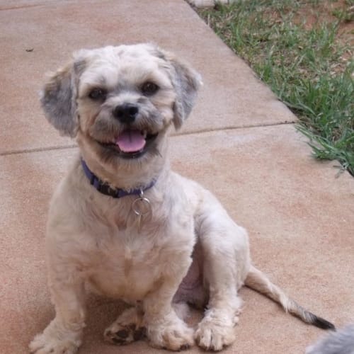 No photo for Trinki(d1796)*Adopted*