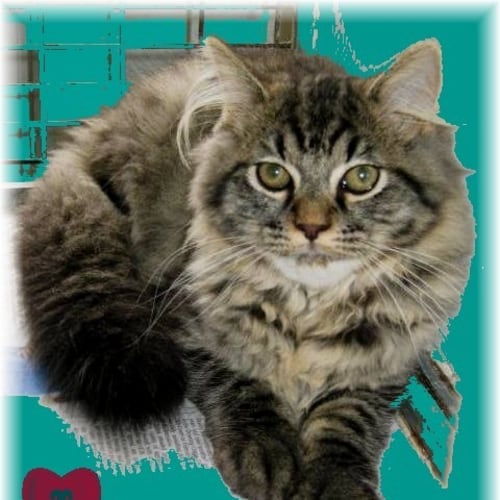 No photo for British Blue Long Hair X (In Foster To Adopt Home)