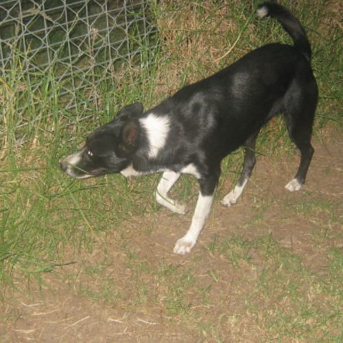 Shiloh - Adoption Pending-