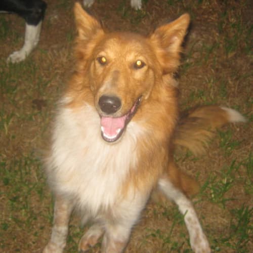 Heidi - Adoption Pending -