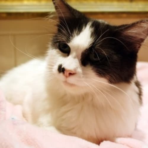 No photo for Phoebe (Adopt Or Foster)