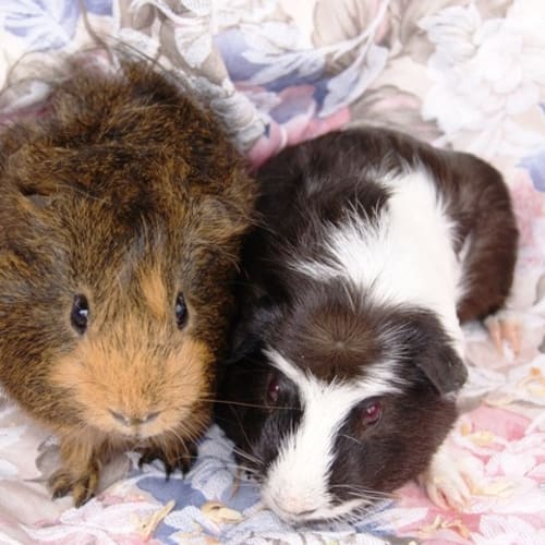 No photo for Max & Monty   A Pair Of Characters